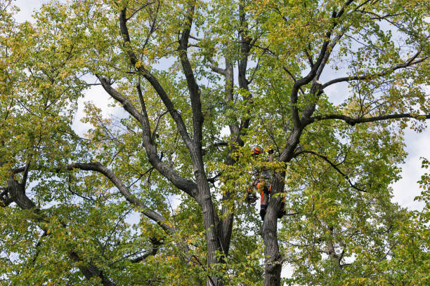 Best Leaf Removal  in Luxemburg, WI